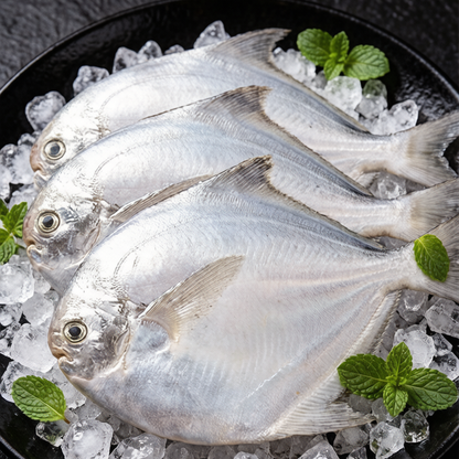 Fresh Silver Pomfret